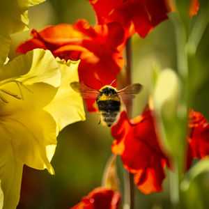 Close-up of bee flying by flowering plant