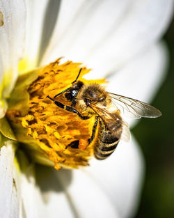 Close-up of bee pollinating on flower