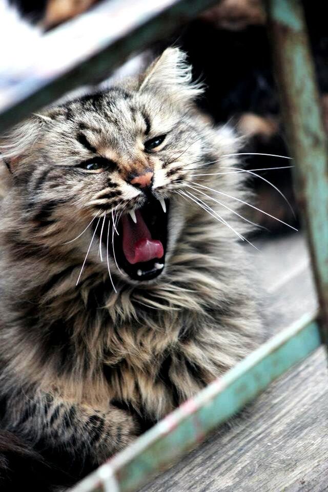 animal themes, one animal, domestic animals, pets, domestic cat, mammal, cat, feline, close-up, whisker, indoors, animal head, red, focus on foreground, looking away, animal, selective focus, vertebrate, relaxation, no people