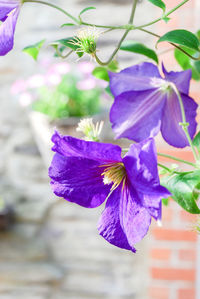 Close-up of purple flowering plant