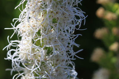 Close-up of white flowers