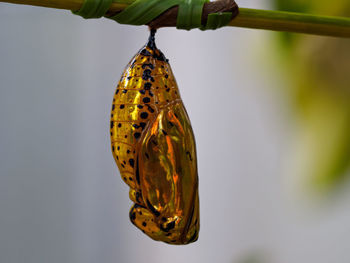 Close-up of caterpillar on branch