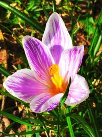 Close-up of pink crocus blooming outdoors