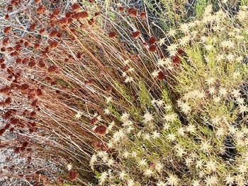 Full frame shot of dried plant on field