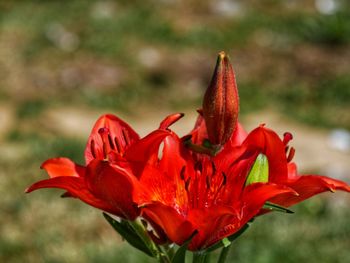 Close-up of red rose flower