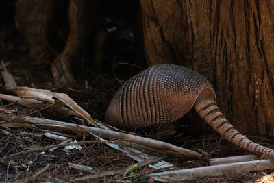 Close-up of lizard on tree trunk