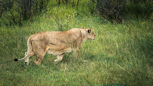 A lioness walking on a green savannah