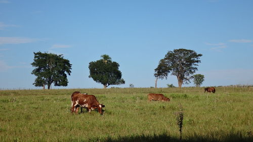 Cows grazing on grassy field