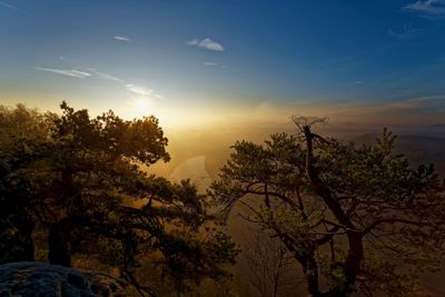 Trees against sky during sunset