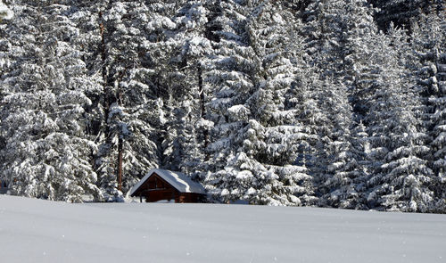 Trees on snow covered field during winter