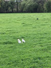 View of a bird on field