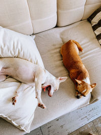 High angle view of cat sleeping on sofa at home