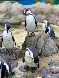 Close-up of birds perching on rock