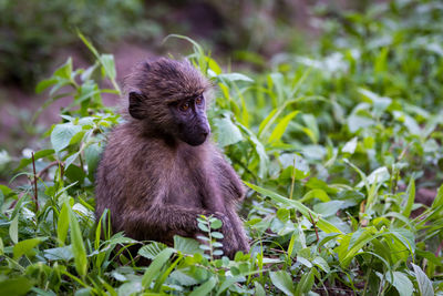 Close-up of monkey amidst plants