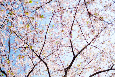 Low angle view of cherry blossoms against sky