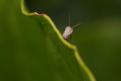 Close-up of insect on flower