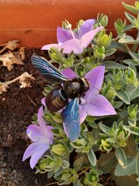 High angle view of insect on flower