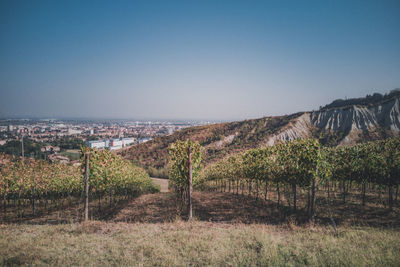 Scenic view of field against clear blue sky, sassuolo