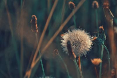 Close-up of wilted dandelion flower