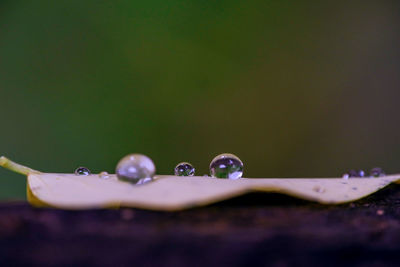 Close-up of raindrops on plant