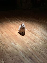 High angle view of a dog on wooden floor