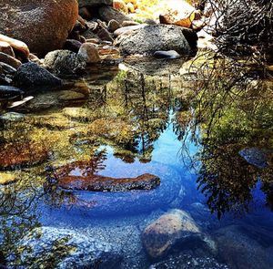 Reflection of trees in water