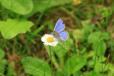 Close-up of butterfly pollinating on white flower