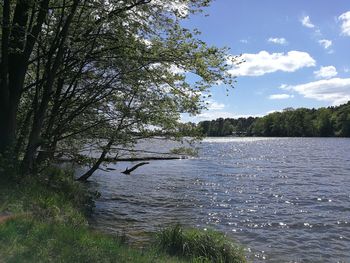 Tree by river against sky