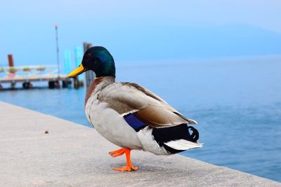 Close-up of bird by water