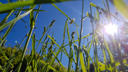 Low angle view of tall grass against bright sun