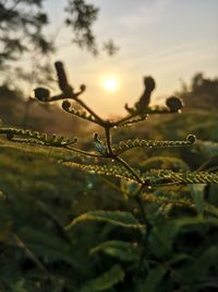 Close-up of plant on field against sky during sunset