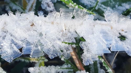 Close-up of fresh green plants