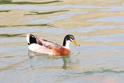 Close-up of duck swimming on lake