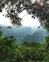 Scenic view of forest against sky