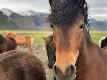 Close-up of a horse on field