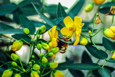 Close-up of bee on yellow flower