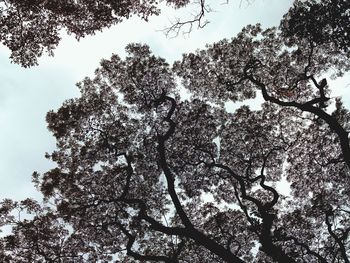 Low angle view of trees against sky