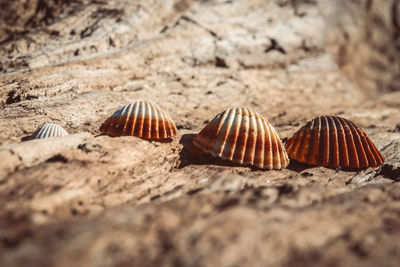 Close-up of crab on sand