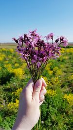 Close-up of hand holding purple flowering plant