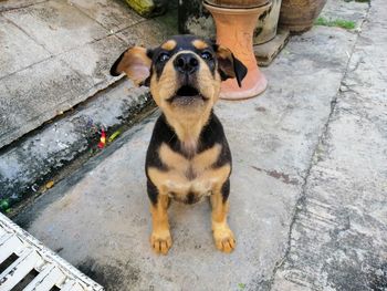 High angle view of dog standing on footpath