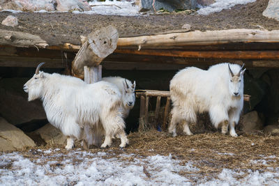 Sheep on field