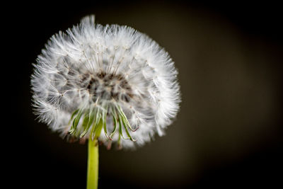 Close-up of white dandelion flower against black background