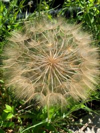 Close-up of dandelion on field