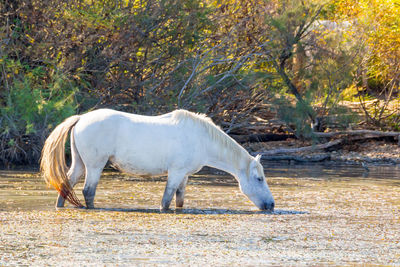Side view of a horse standing on land