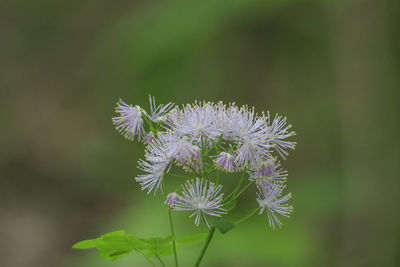 Close-up of thistle blooming outdoors