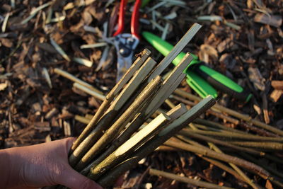 Close-up of hand holding wood on field
