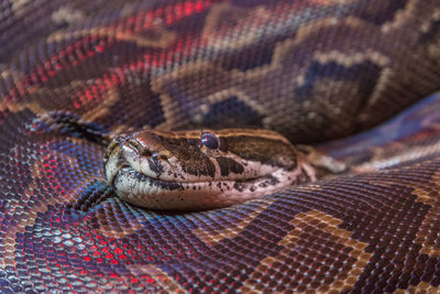 Close-up of snake