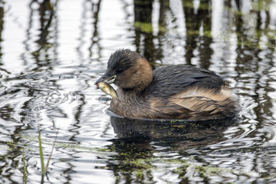 Duck swimming in lake