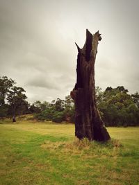 Tree in grass