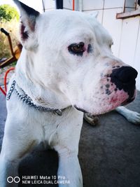 Close-up of a dog looking away